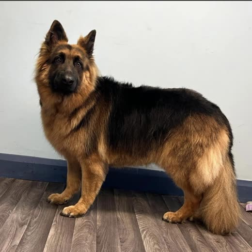 Long-coated German Shepherd standing in profile after grooming, coat brushed out and glossy
