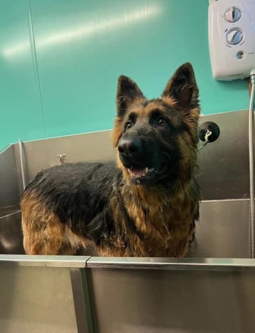 Wet German Shepherd sitting in a stainless steel grooming bath beneath a shower unit